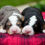 Thumbnail: Abby & Tramp's Standard Bernedoodle Deposit