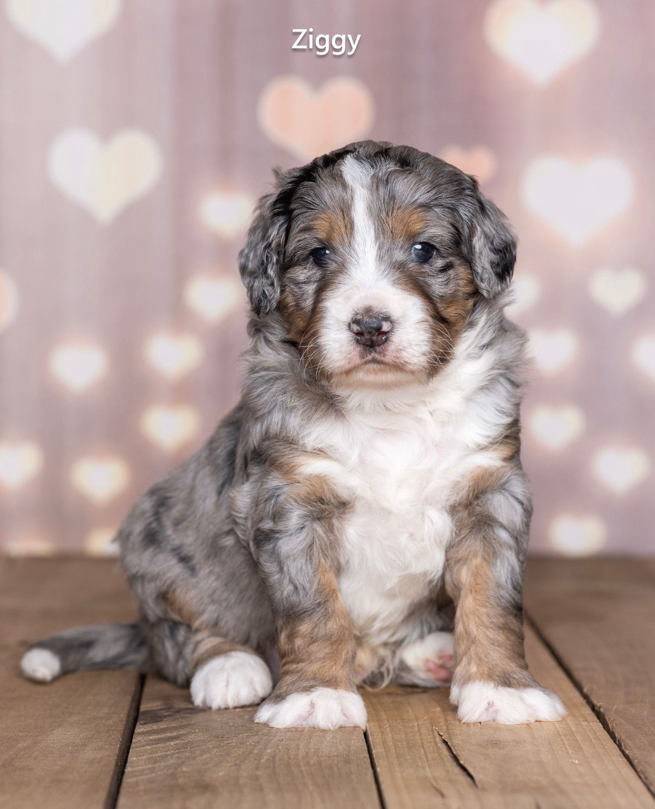 Ziggy - Standard Bernedoodle Deposit