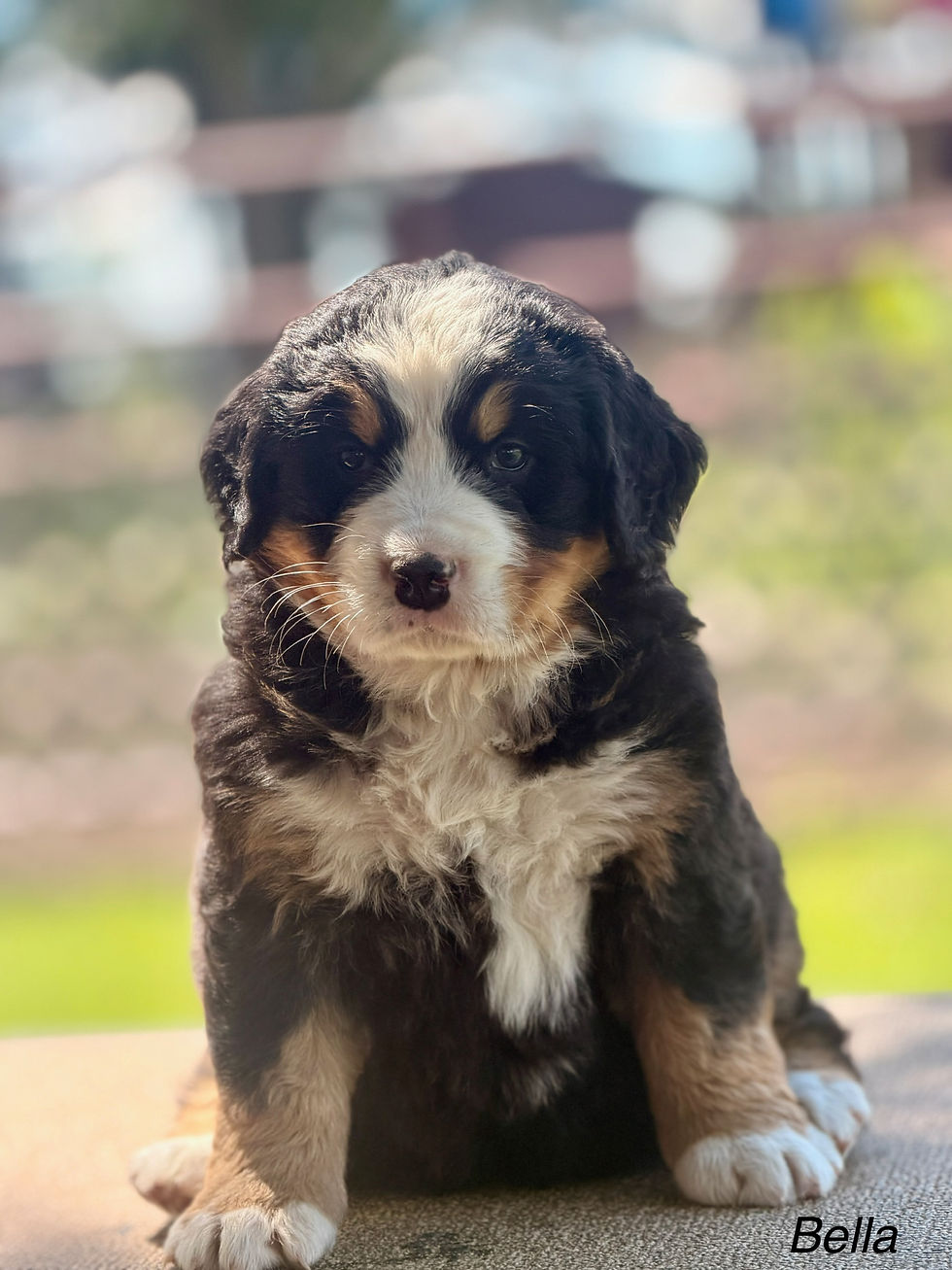 Bella