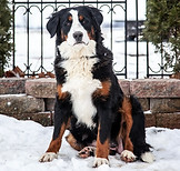 Bailey_6487327.JPG