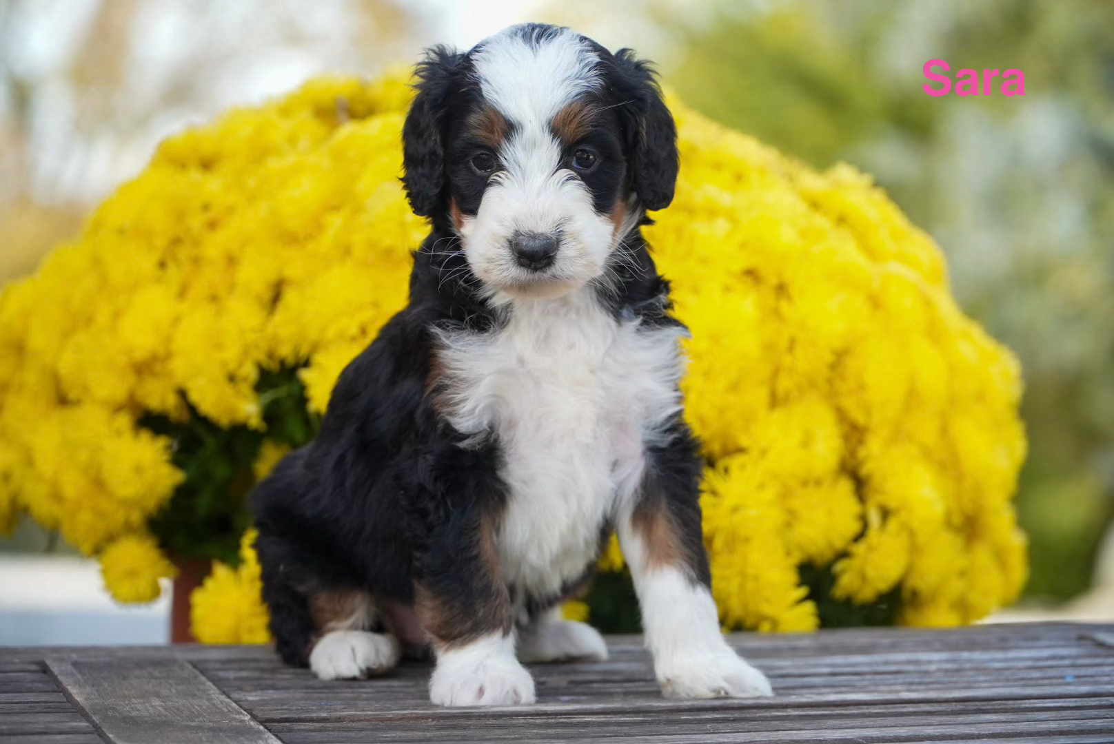 Sara - Stormi & Tramp's Standard Bernedoodle Deposit
