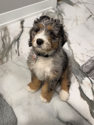 🎩 Ziggy knows so many tricks! 🪄