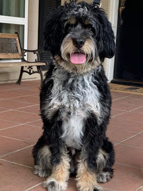 Bernedoodle Puppy