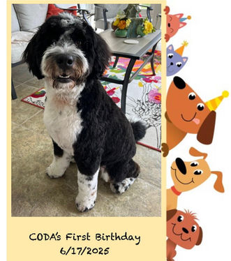 Coda turns 1 year old! 🥳 🐶