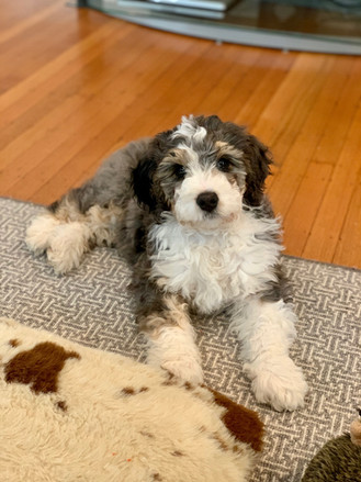 Pearl (Greta) - Very smart, spunky, goofy, & so sweet!