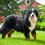 Thumbnail: Abby & Tramp's Standard Bernedoodle Deposit
