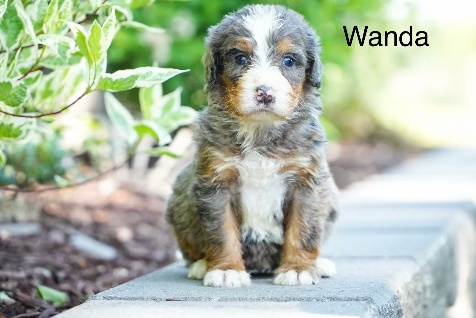 Wanda - Standard Bernedoodle Deposit
