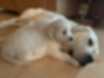 White English Cream Golden Retriever Puppies