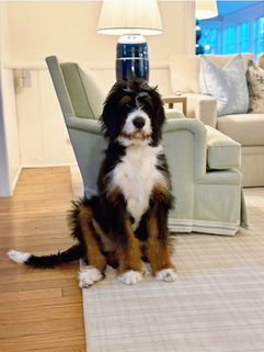 Baby Fritz enjoying his new home in Oklahoma! 