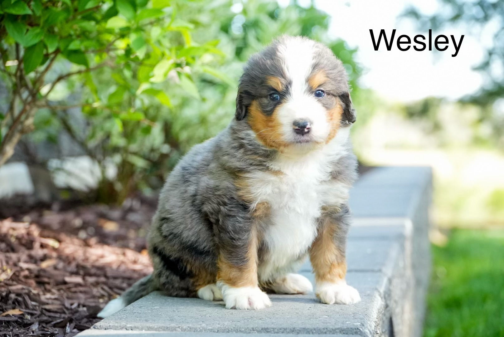 Wesley - Standard Bernedoodle Deposit