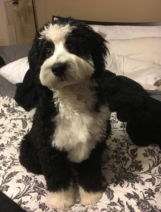 Tilliey (formerly Barissa) - Lots of personality & very smart!