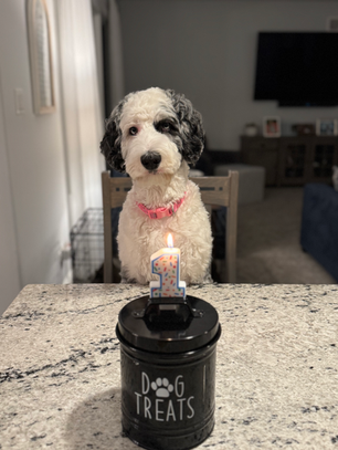 Misty turns 1! 🥳 "Diva" gets compliments from humans in cars 💅🏼