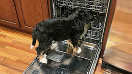 Zelda: independent, and plays hard! 🤗