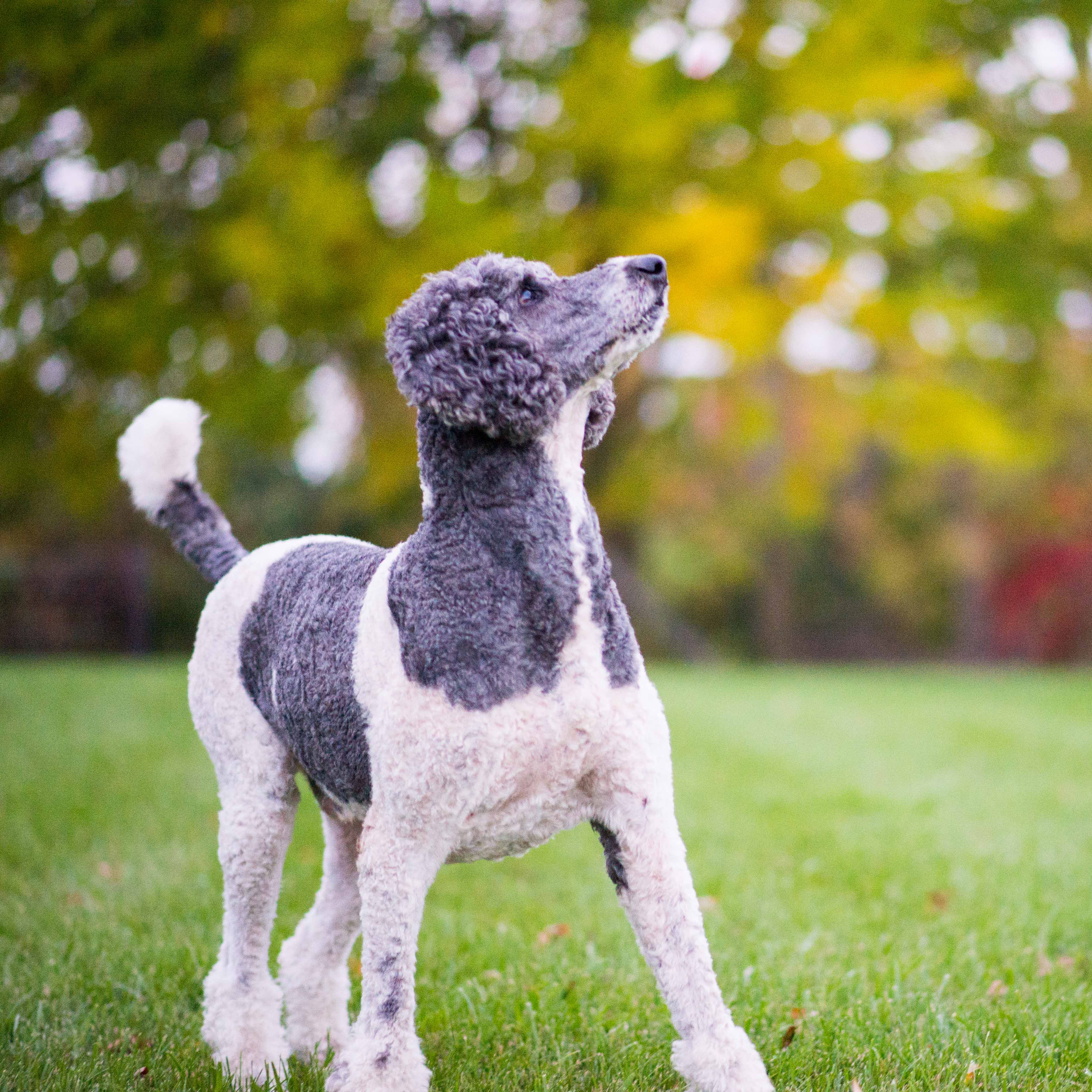 Bernedoodle Breeders United States Gentle Giant Bernedoodles
