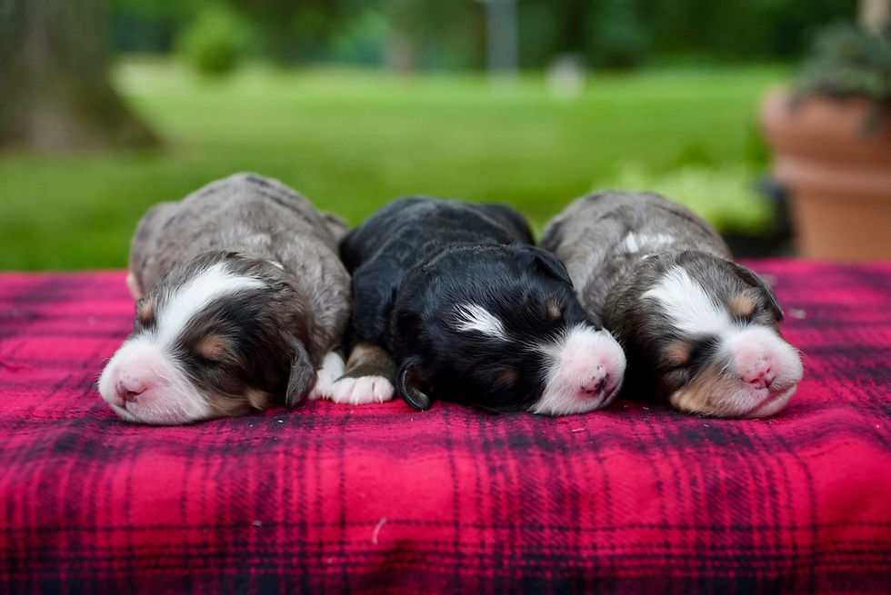 Mabel & Dexter's Mini Bernedoodle Deposit