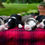 Thumbnail: Mabel & Dexter's Mini Bernedoodle Deposit