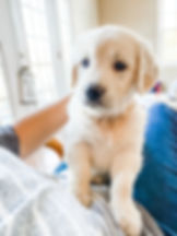 English Cream Golden Retriever Puppies