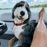 Murphy, 2 years old, loves swimming, car rides, and fishing!  