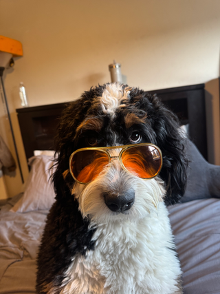 Zorro, now Benny, with his forever family in Wisconsin!