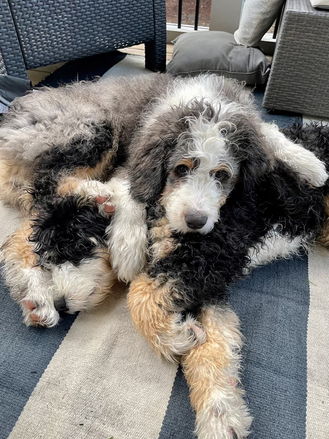 Bonnie & Clyde - The Bernedoodle Duo