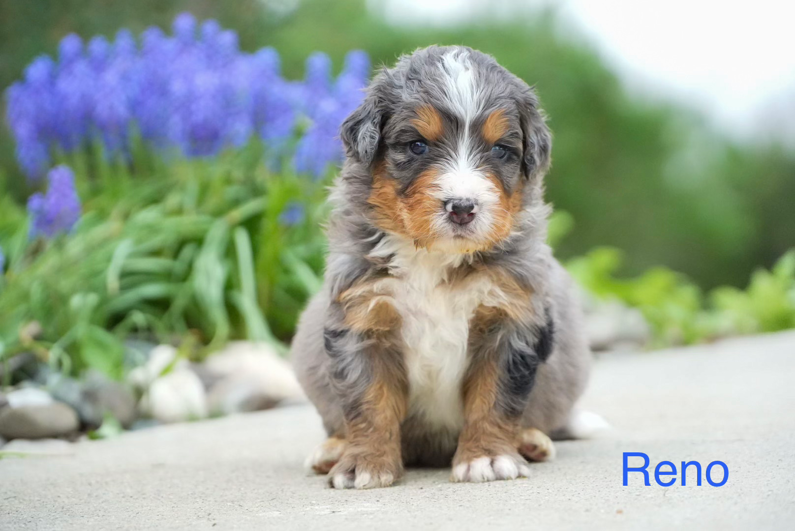 Reno - Standard Bernedoodle Deposit