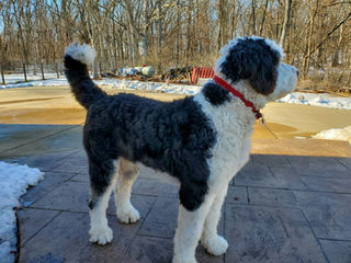 Winston: brains of a Poodle, loving spirit of a Berner