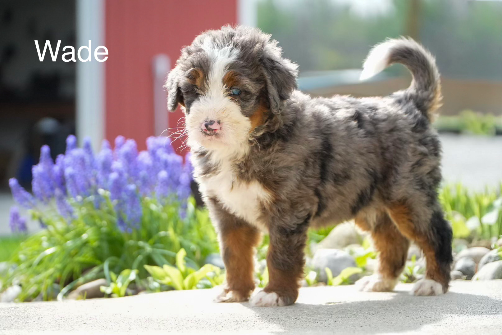 Wade - Standard Bernedoodle Deposit