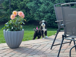 Kip: So smart & silly! Knows commands sit, down, come