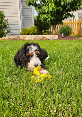 Sadie (Amelia) makes everyone happy!