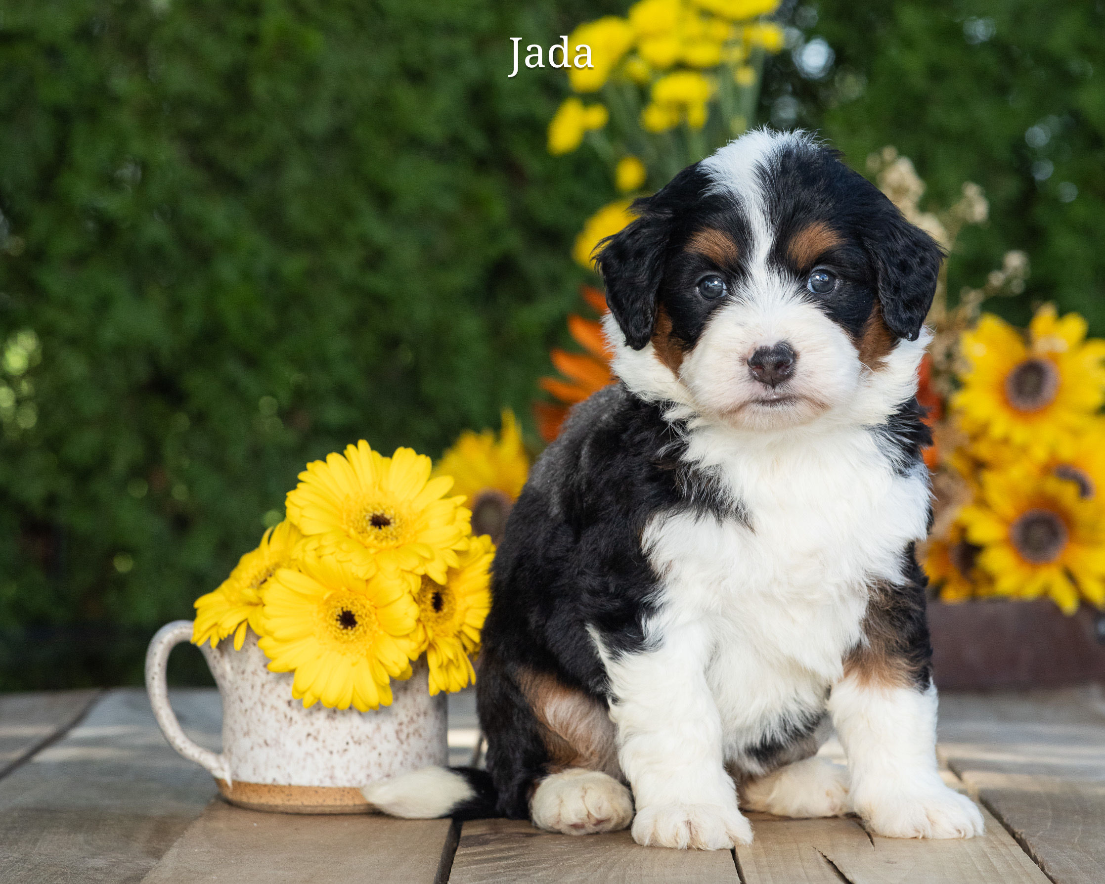 Jada - Jenny & Delta's Mini Bernedoodle Deposit