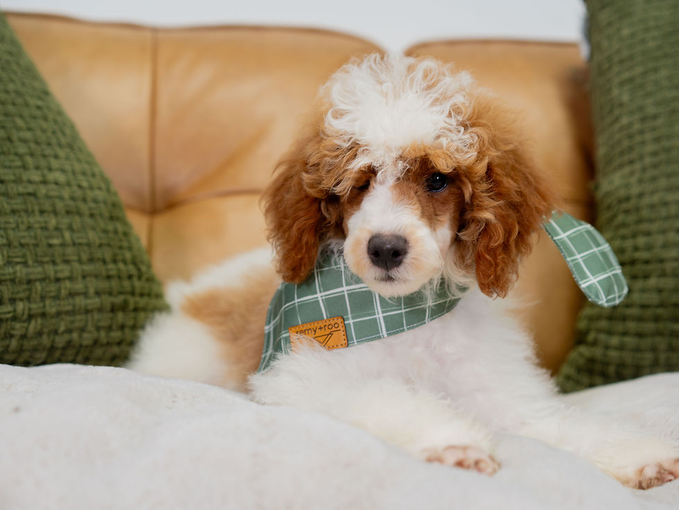 Thumbnail: Jean - Jenny & Delta's Mini Bernedoodle Deposit