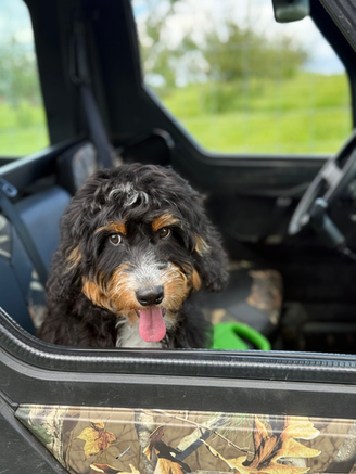 Champ adores his new family, loves his ranger rides! 🐶