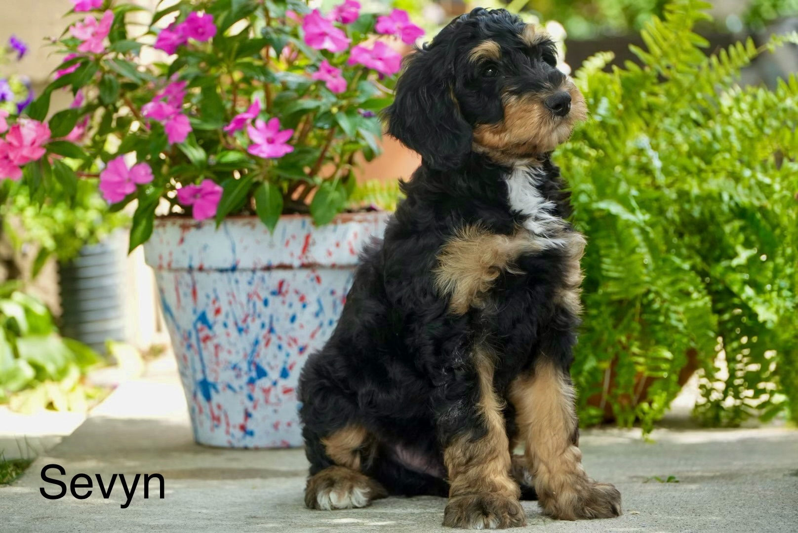 Sevyn - Sasha & Rambo's Medium/Mini Bernedoodle Deposit
