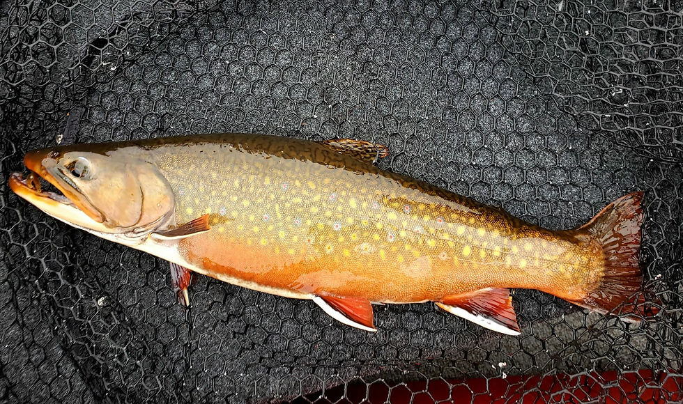 Brook Trout