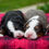 Thumbnail: Abby & Tramp's Standard Bernedoodle Deposit