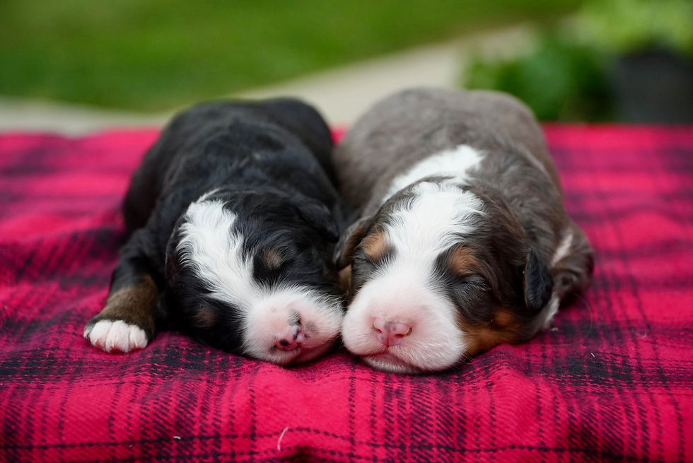 Abby & Tramp's Standard Bernedoodle Deposit