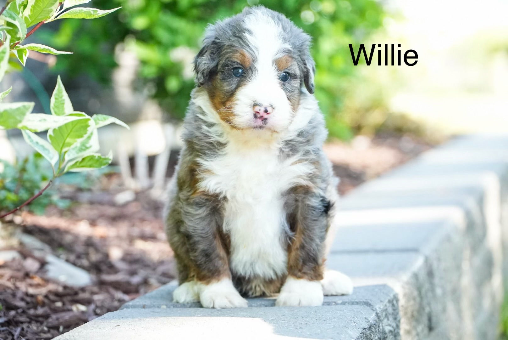 Willie - Standard Bernedoodle Deposit