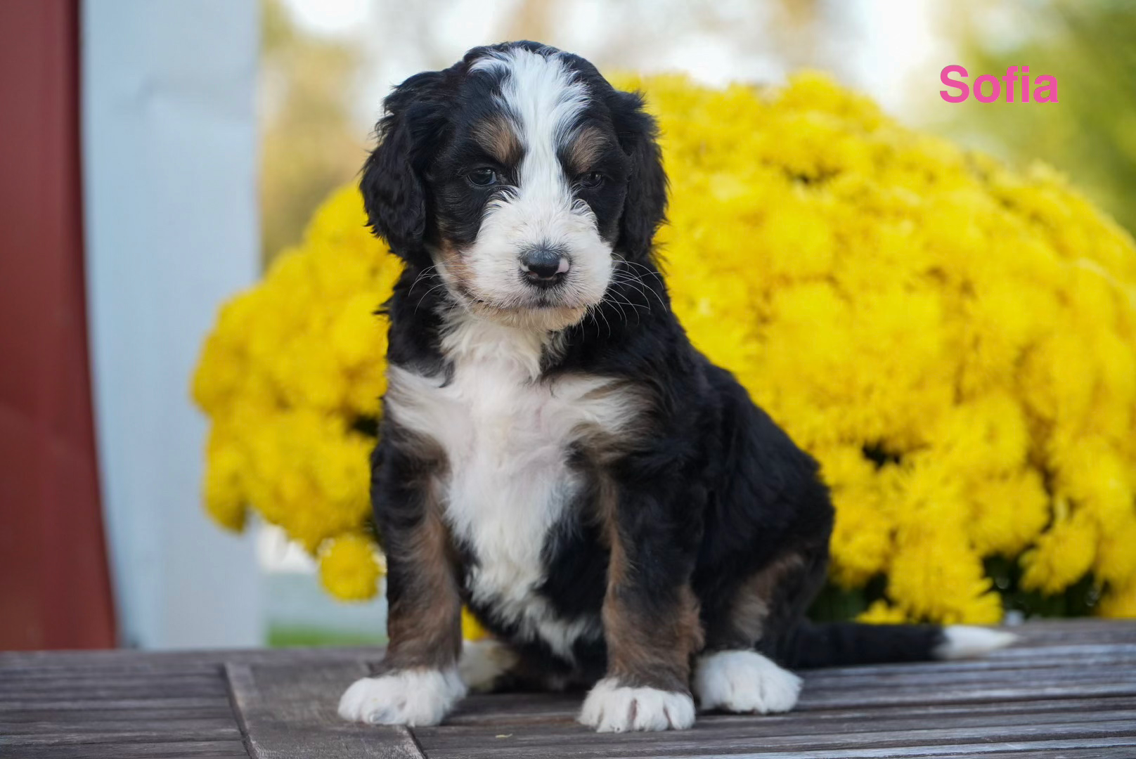 Sofia - Stormi & Tramp's Standard Bernedoodle Deposit