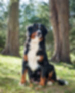 Ava