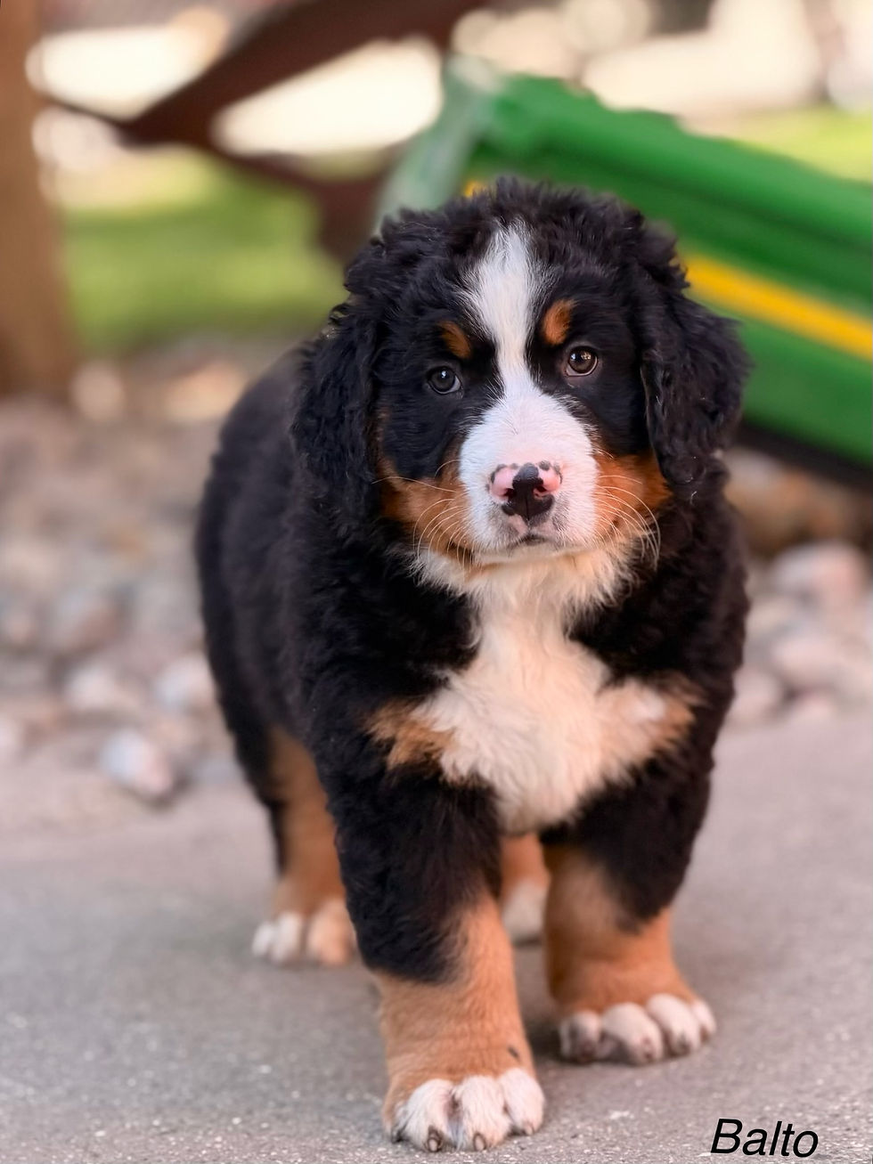 Balto