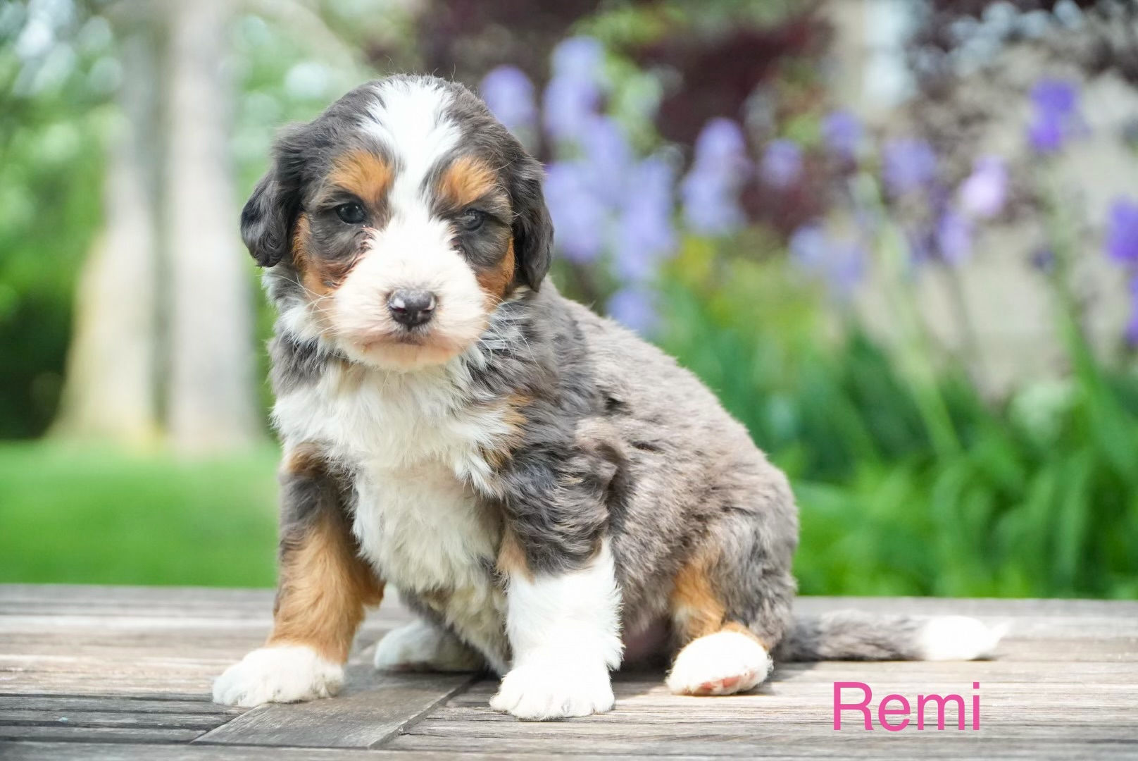 Remi - Medium/Standard Bernedoodle Deposit