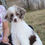 Thumbnail: Molly - Mini Bernedoodle Deposit