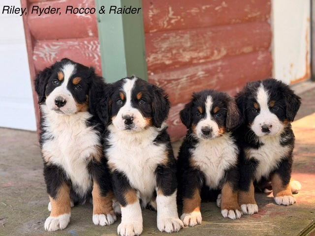 Riley Ryder Rocco Raider