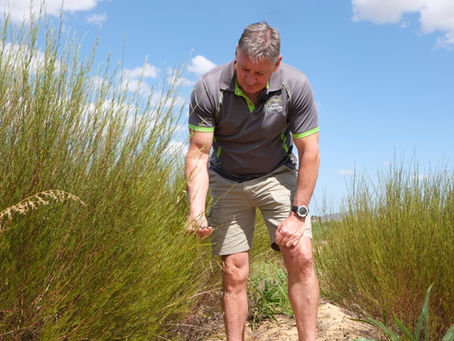 Ensuring a bright future for Rooibos through sustainability