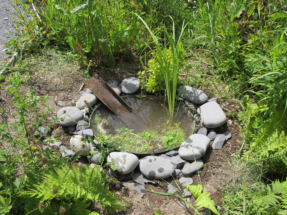 Making a wildlife pond