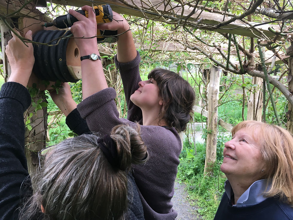 Installing bird boxes