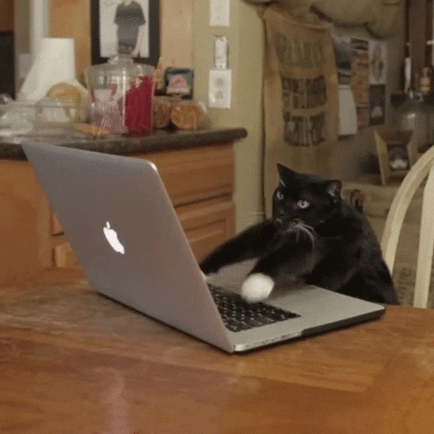 Gif of a cat furiously typing