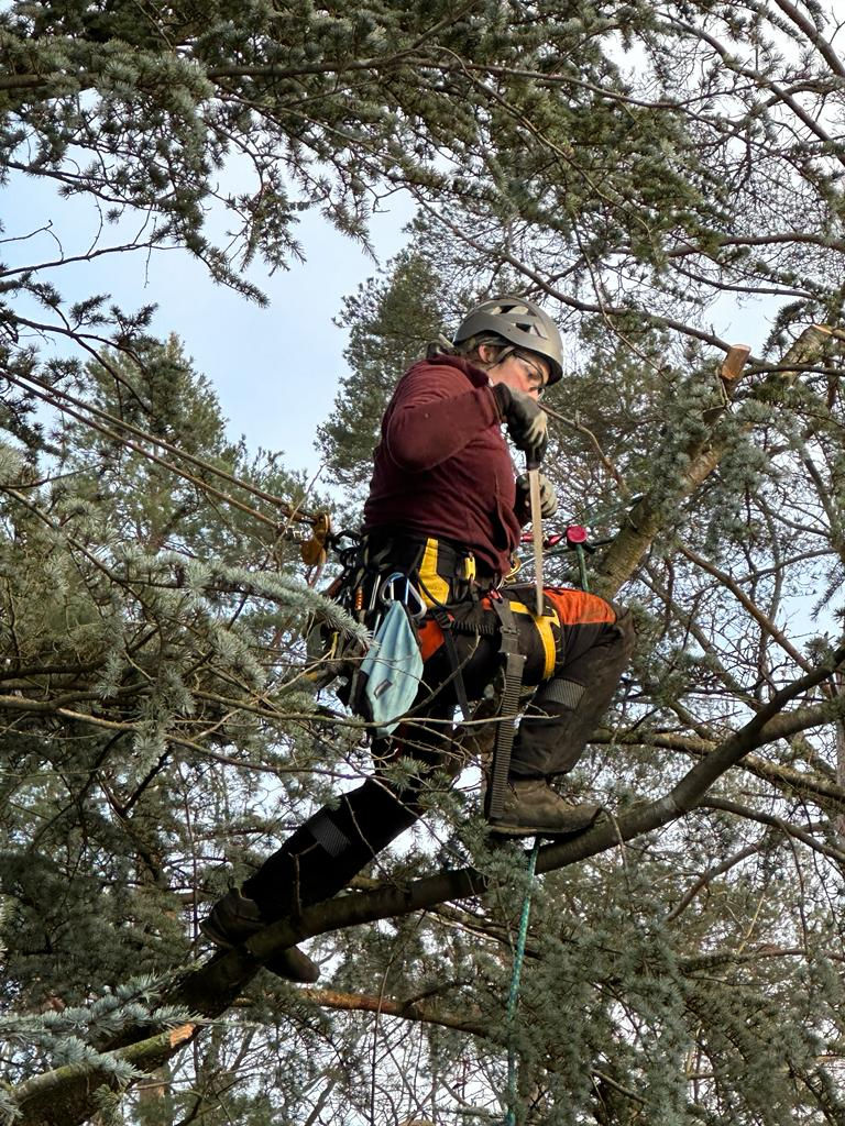 Entfernung eines kleinen Astbruchs