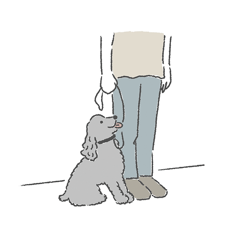 犬のしつけ 成犬トレーニング