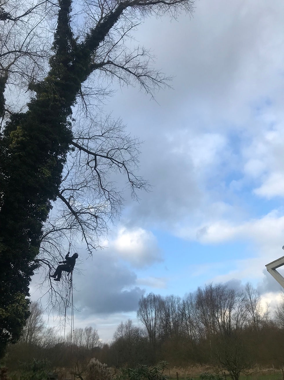 Wir pflegen und fällen Ihre Bäume und erfüllen Gartenwünsche/We take care of your trees & garden.